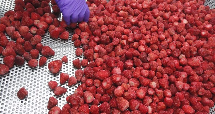 Haccp China Export IQF Frozen Strawberry Fruit With High Quality
