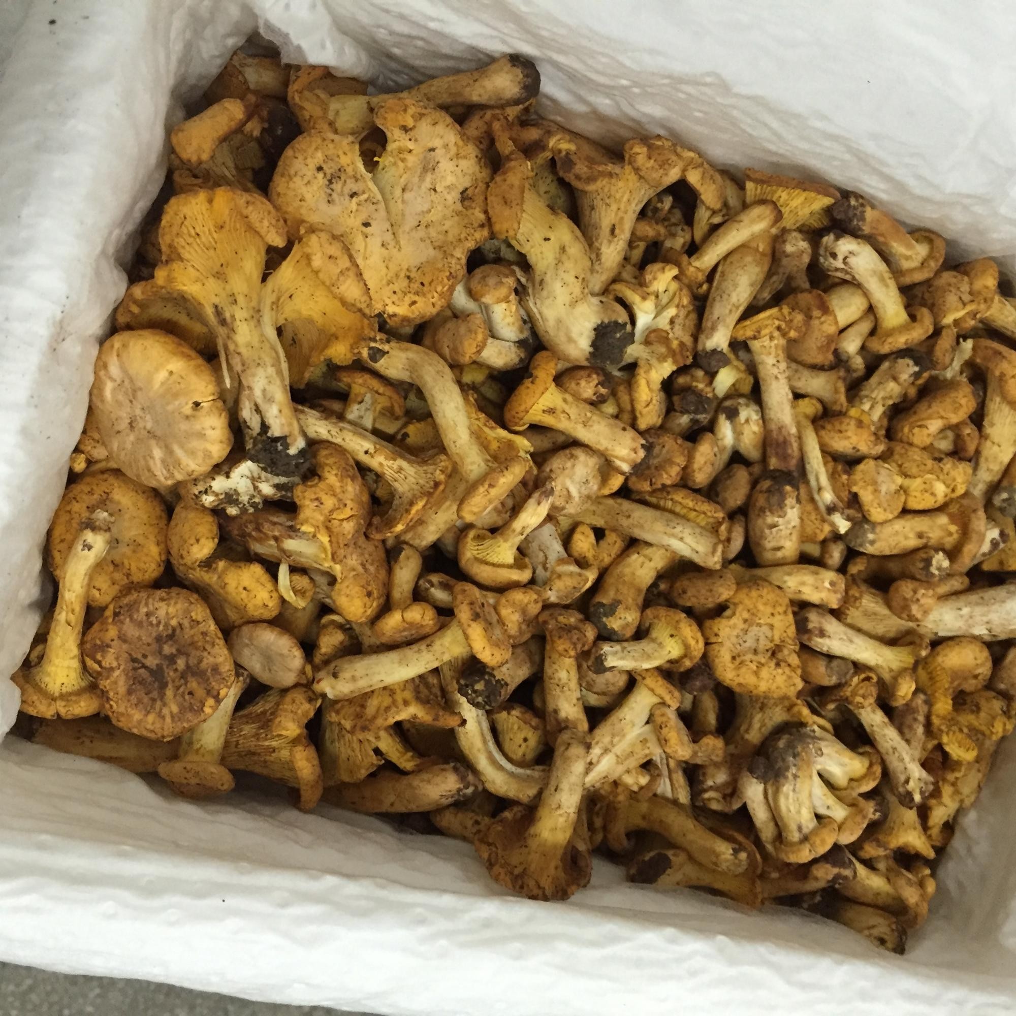 Detan Wholesale price dried chanterelle mushrooms chanterelle cantharellus cibarius with high quality