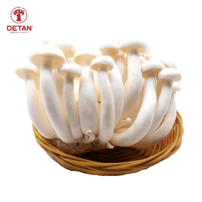 China high quality mushrooms manufactured in factories with DETAN White Shimeji