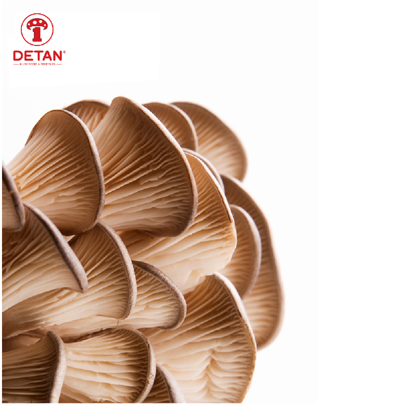 Detan Wholesale Price Of Oyster Mushroom With Thick leaves And Fresh leaves Exported From China