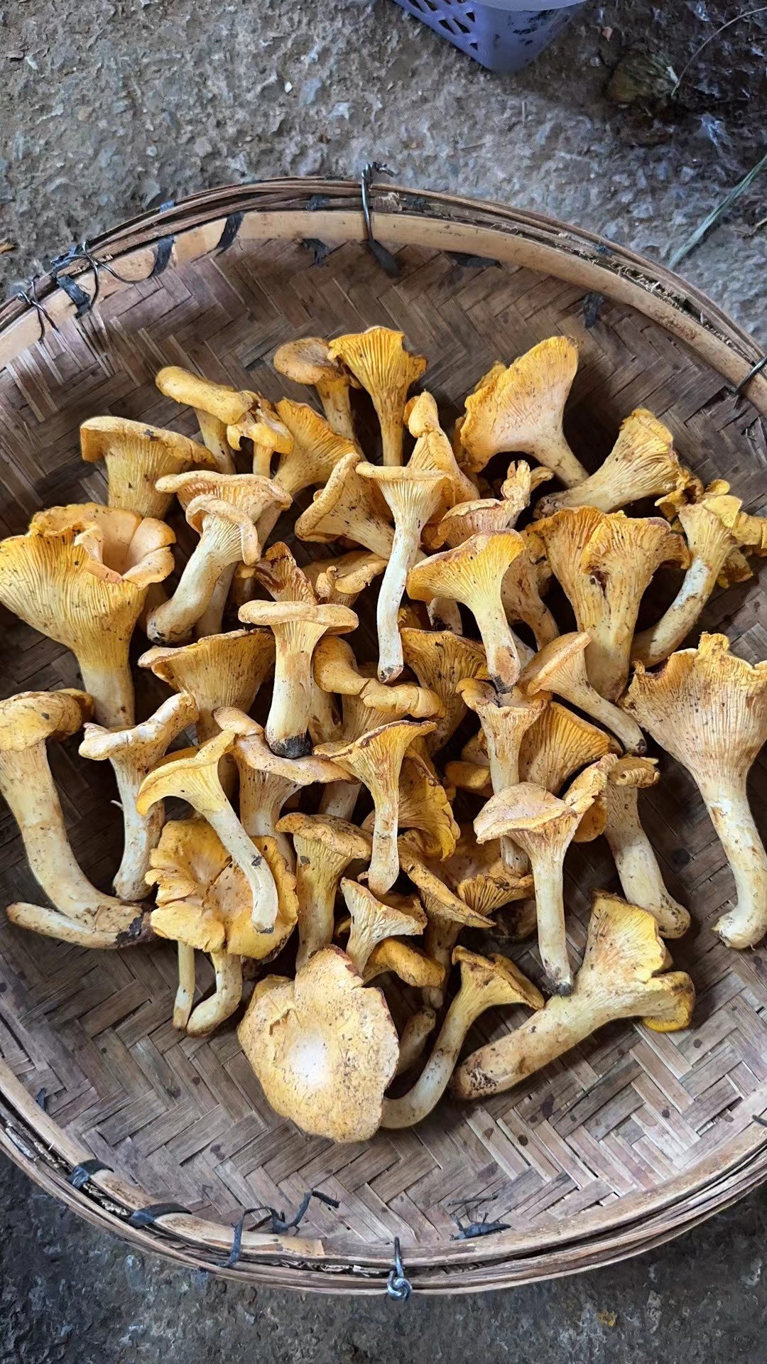 Seasonal fresh wild Chanterelles export quality directly harvested from the place of origin