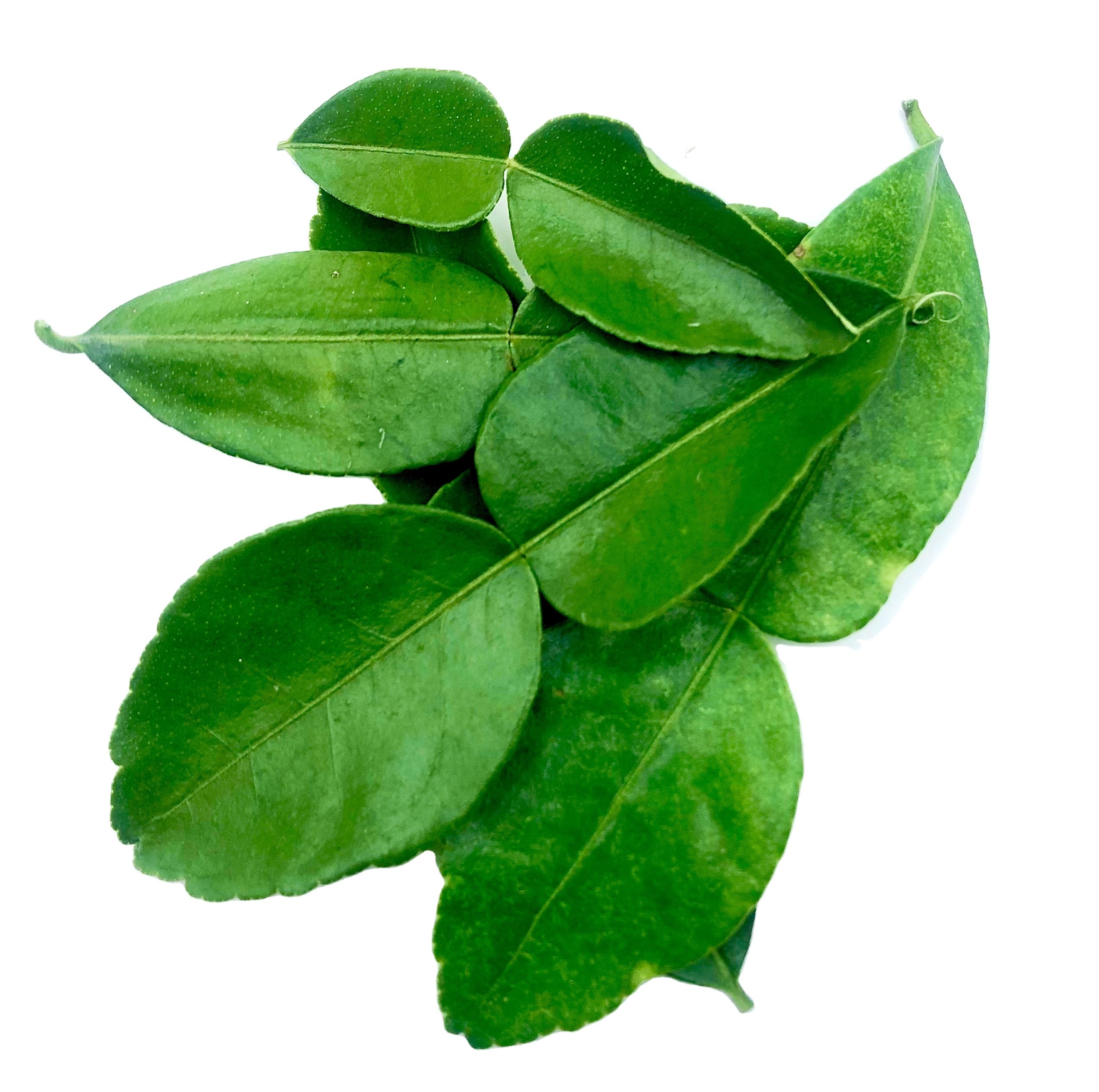 Fresh Lime Leaves