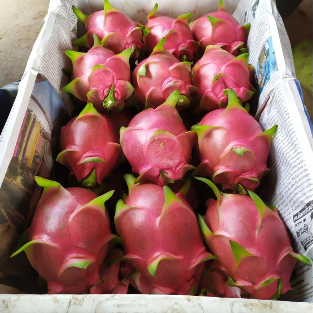 Dragon fruit