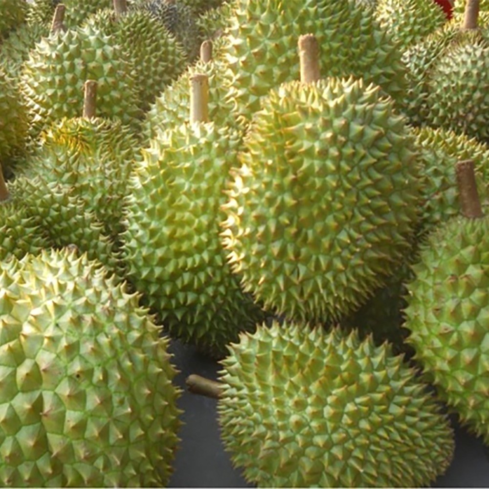 RI6 Durian Made In Vietnam High Quality 100% Natural Sweet Fresh Fresh