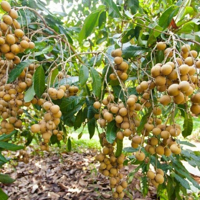CUSTOMIZED BRAND LONGAN / BEST QUALITY FOR WHOLESALE / QUICK RESPONSE AND CHEAP PRICE EU QUALIFIED READY TO EXPORT