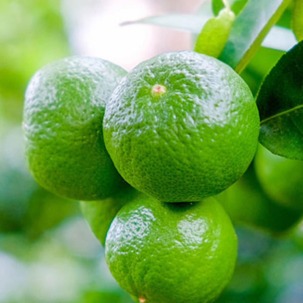 Seedless Lime from vietnam 100% High Quality Ready To Export Fresh Style GlobalGAP Grade Vietnam