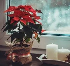 Big Red Artificial Poinsettia Flower Custom Christmas Tree Ornament for Indoor Outdoor Christmas Ornament Porch Decorations