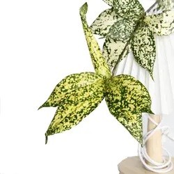 Best Price Natural True Plants Fresh Flowers Godsefffiana for Ornamental Plants