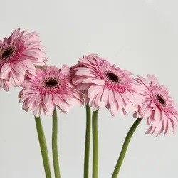 Flower Wreath Gerbera High Quality Flower Shop Wedding Decoration Celebration Valentine's Day Gift Christmas Gifts