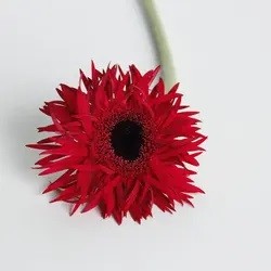 Factory Direct Shipping Wholesale Bright Color Brushed Gerbera Flower Chrysanthemum for Wedding Home Decor Flower Shop