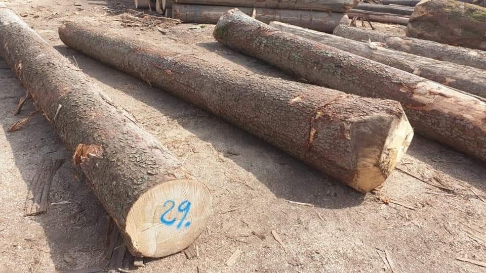Beech Wood Logs Low Price From Viet Nam Making Timber