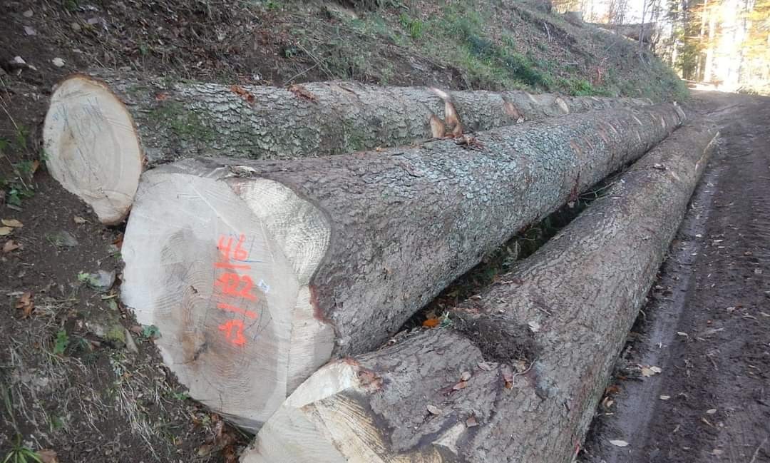 Awesome Top Quality Pine Logs teak logs factory whole sale price