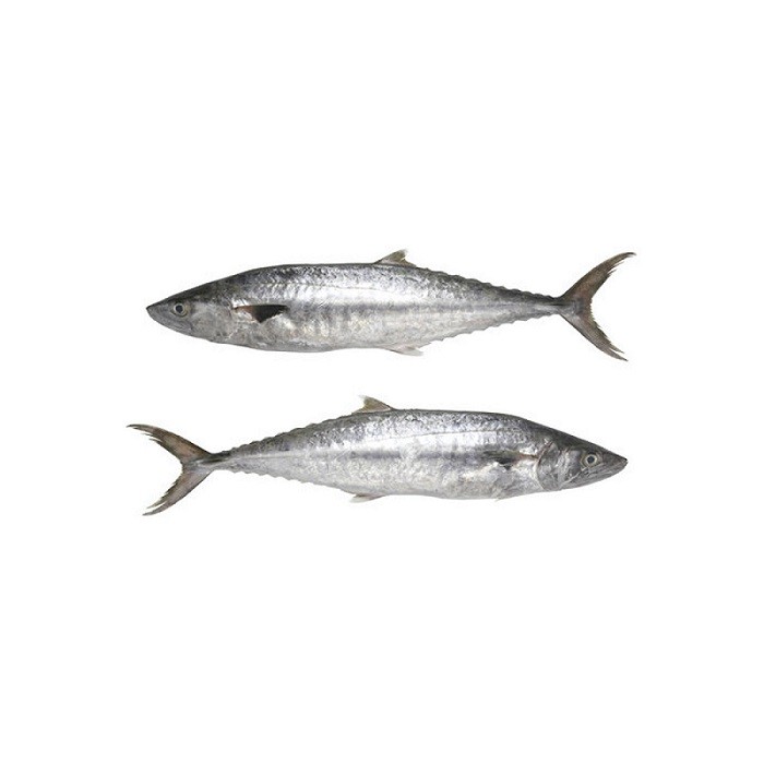King Fish Frozen Seafood From Indonesia Topical Taste Delicious Food Product Wholesale Export Oriented Reasonable Cheap Price