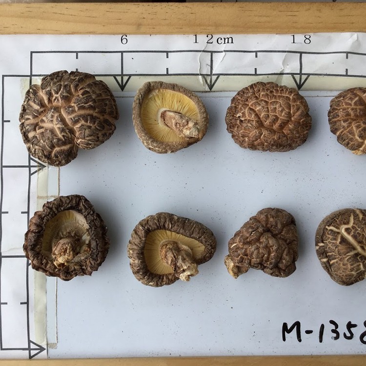 Organic mushroom green shiitake mushroom for dish dried shiitake mushroom