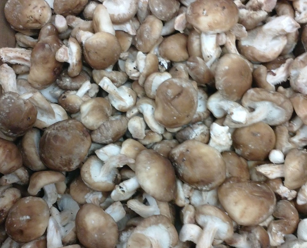mushroom for dish dried shiitake mushroom
