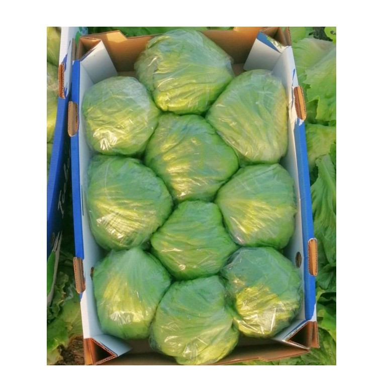 2022 Export Best Selling And High Quality 100% Natural Fresh Iceberg Fresh Leave Vegetables For Sale From Egypt