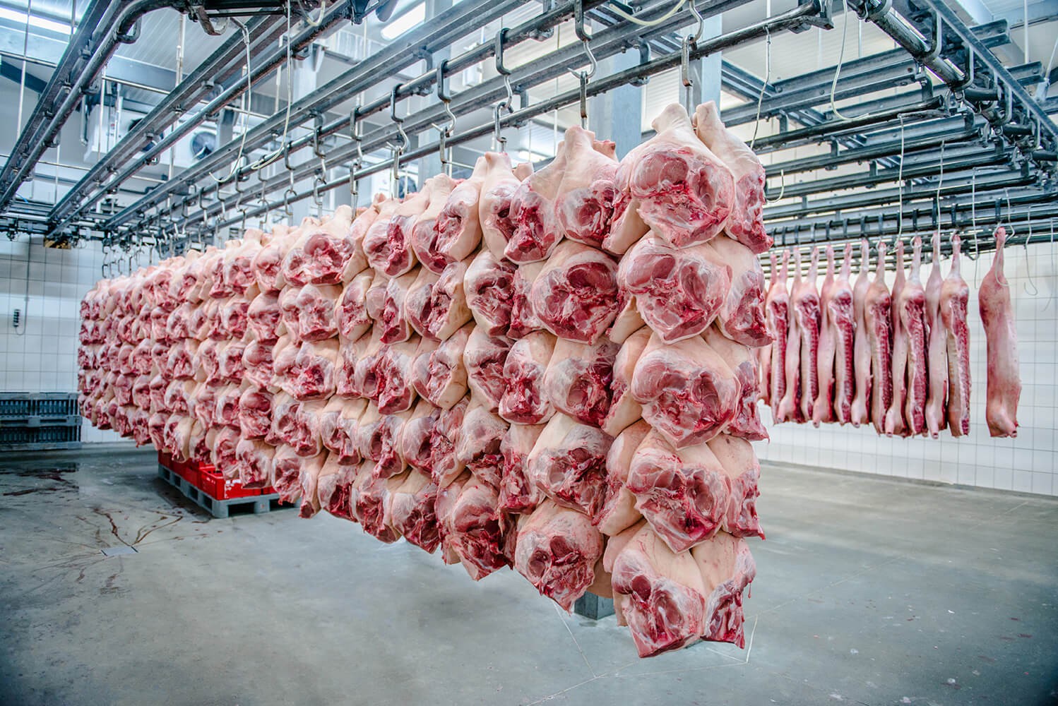 Frozen pork half carcass best price