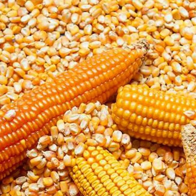 Yellow Corn/Maize for Animal Feed / Yellow Corn for Poultry best price on whole sale