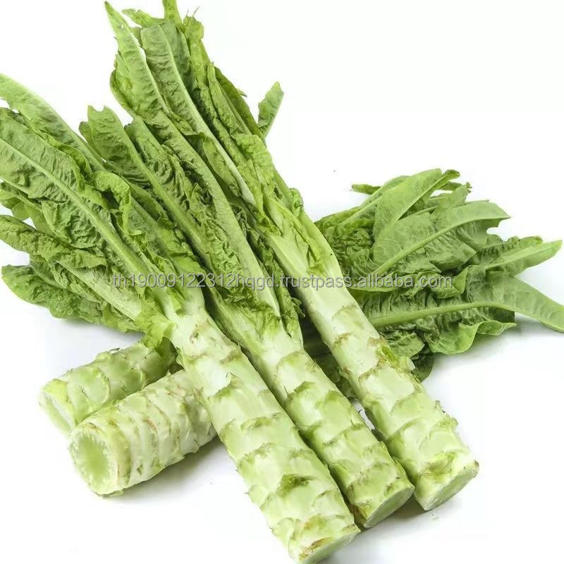 Factory Direct Selling High Quality Natural Fresh Green Lettuce Vegetables