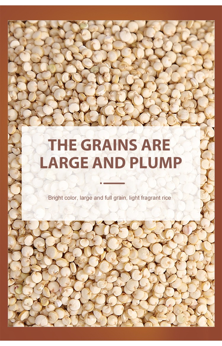 Zhangjiakou wholesale white quinoa grain lowest price