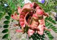 Natural Plant Extract Tara Pod from Peru