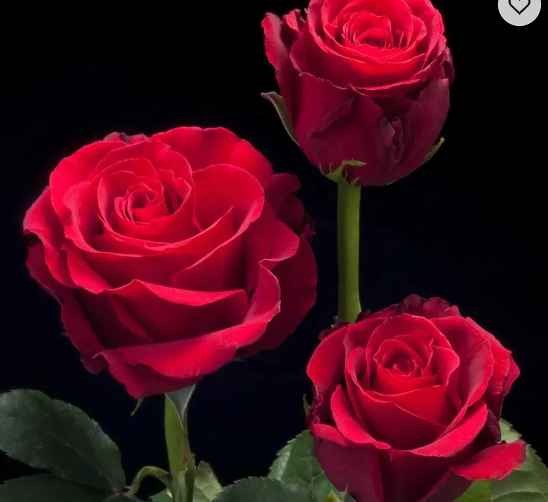 Ecuador Fresh cut flowers rose wholesales FactorySupply Long Stem Fresh Roses Fresh Cut Flower Pink Purple Yellow Red White
