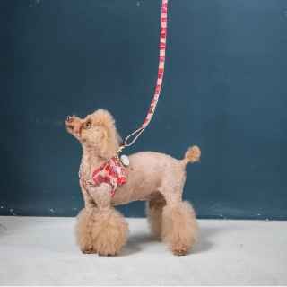 High Quality Luxury Collar Set Multifunctional Wholesale Dog Leash