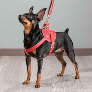Adjustable exquisite designer easy fit dog leather chest harness