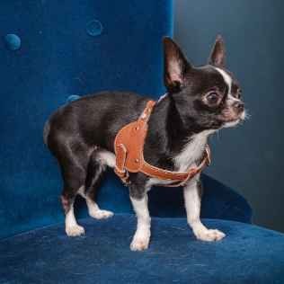 Stylish design durability custom miniature luxury small dog harness